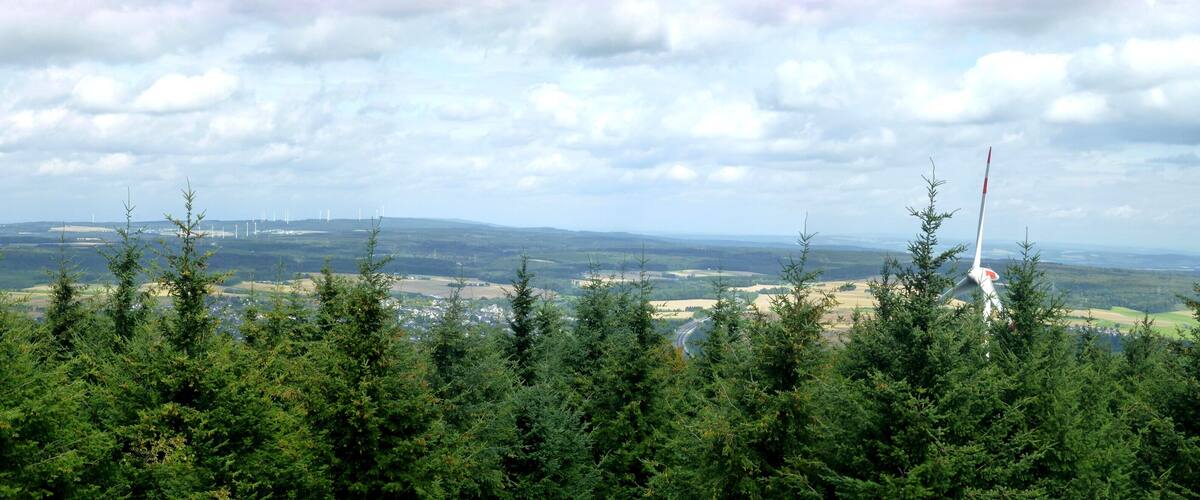 A landscape with dense evergreen trees in the foreground and wind turbines in the distance.