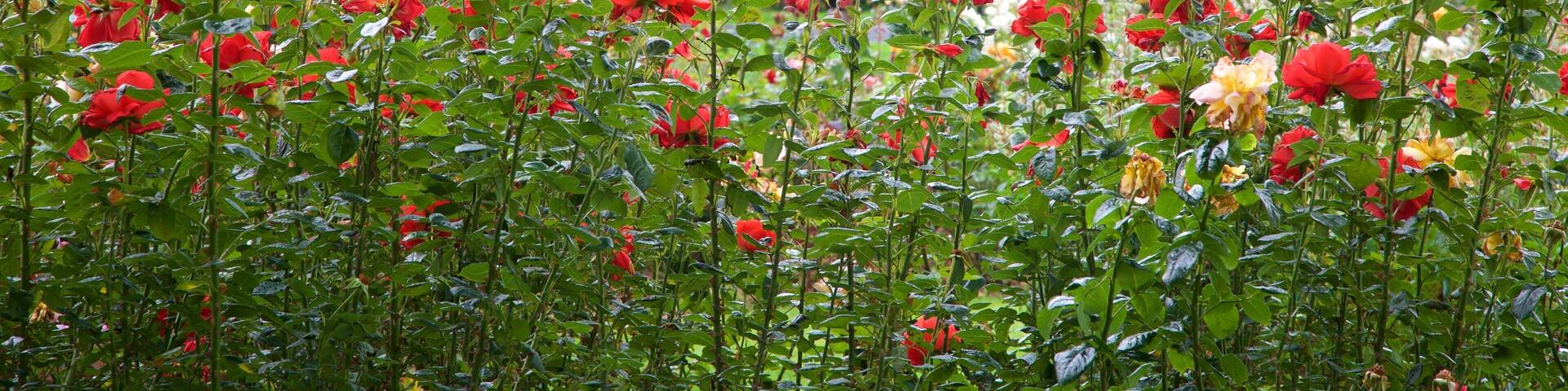 Tralee Town Park featuring flowers