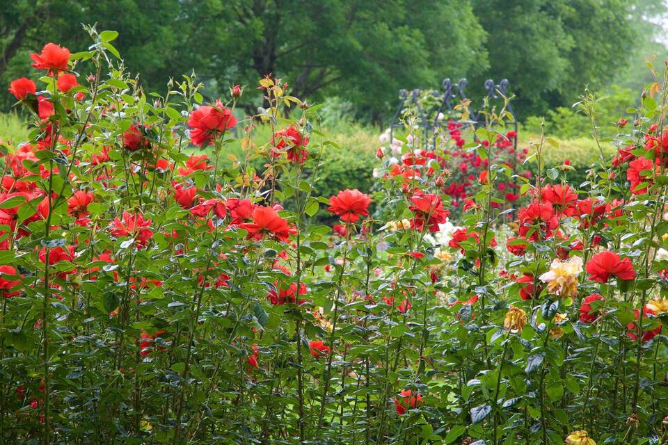 Un jardín con rosas rojas y amarillas.