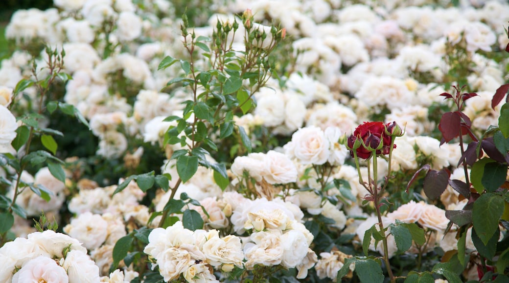 Tralee Town Park joka esittÀÀ puutarha ja kukat