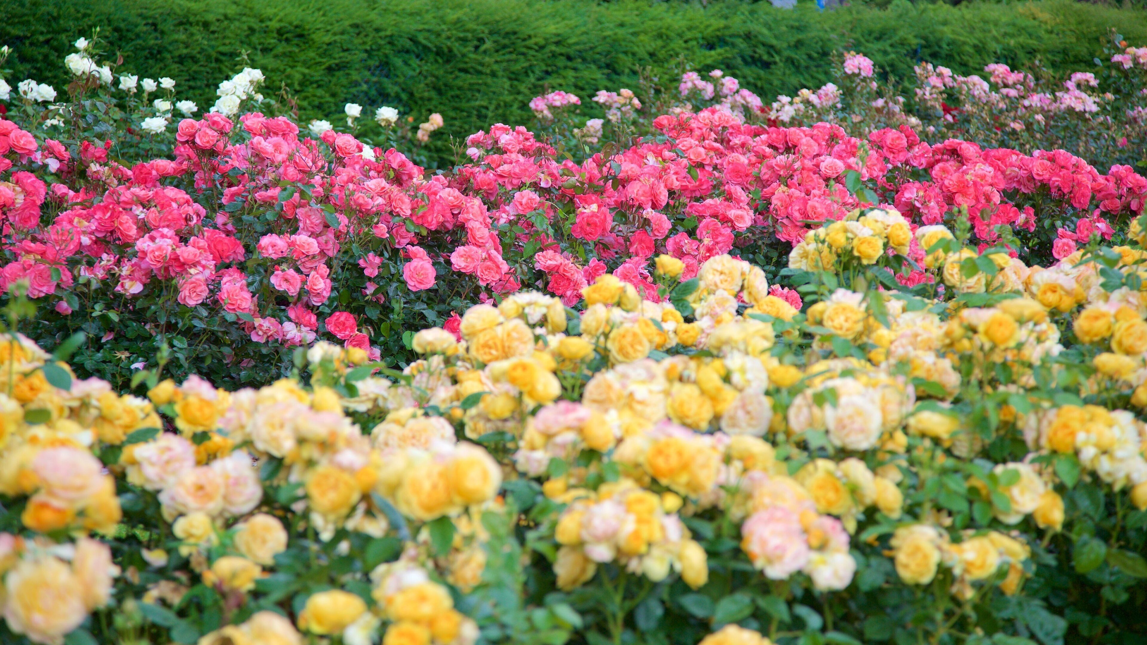 트럴리 타운 공원 을 보여주는 꽃 과 공원