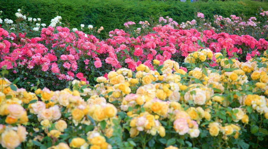 Tralee Town Park featuring puutarha ja kukat