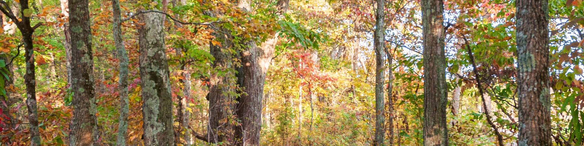 Boardwalk at Mammoth Cave National Park in Kentucky