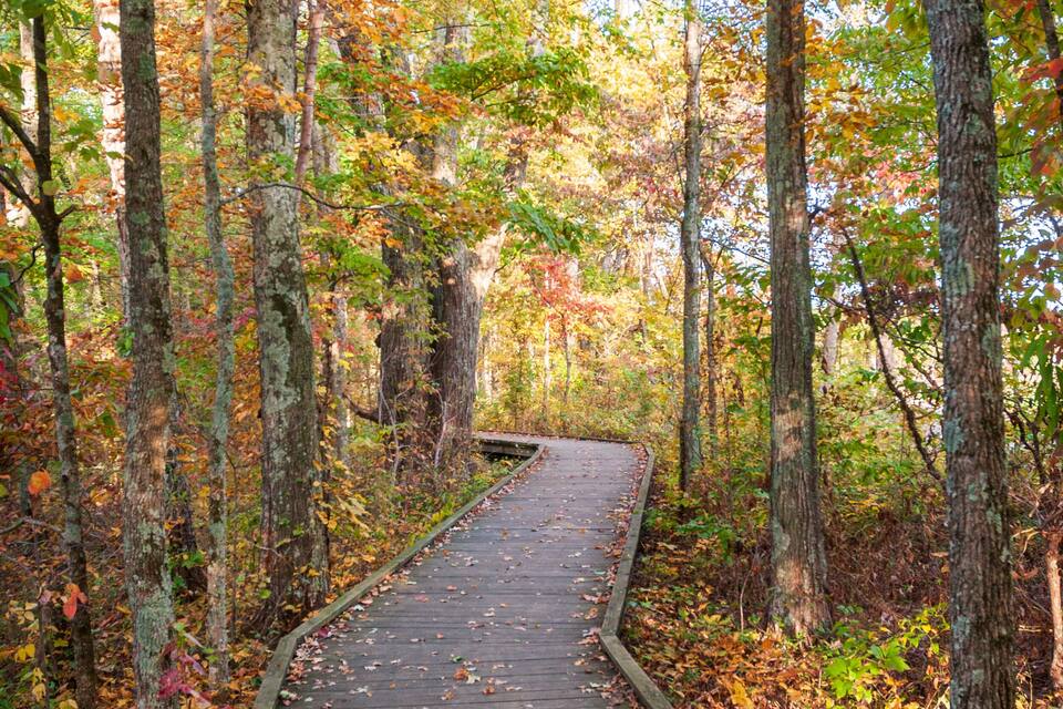 A wooden boardwalk through a forest with autumn-colored leaves.