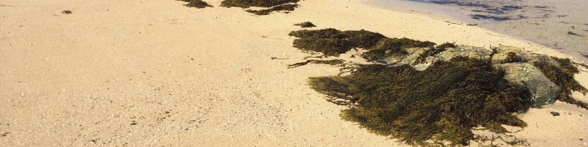 Mannin Bay in west Connemara has a large number of small beautifully isolated beaches. The sand is comprised not of quartz, as is usual, but of coral fragments. This gives the sand its special white colour. There are many beaches here, and few tourists. On a sunny day you can find a beach that you can claim as your own. #beach