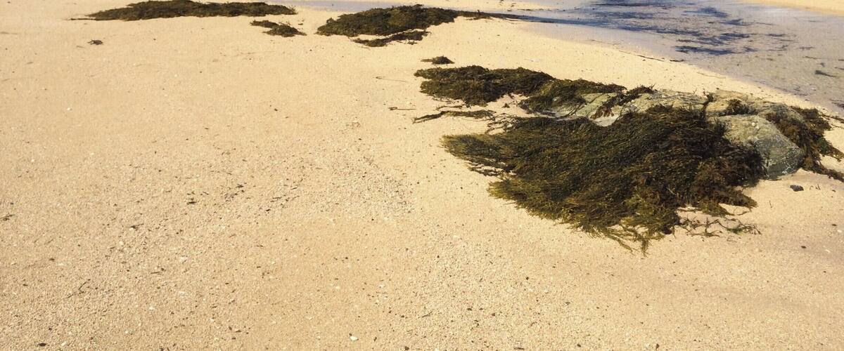 A sandy beach with seaweed, calm waters, and a house in the background.