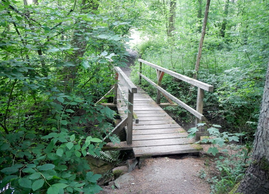 A wooden footbridge in a forested area with dense green foliage.