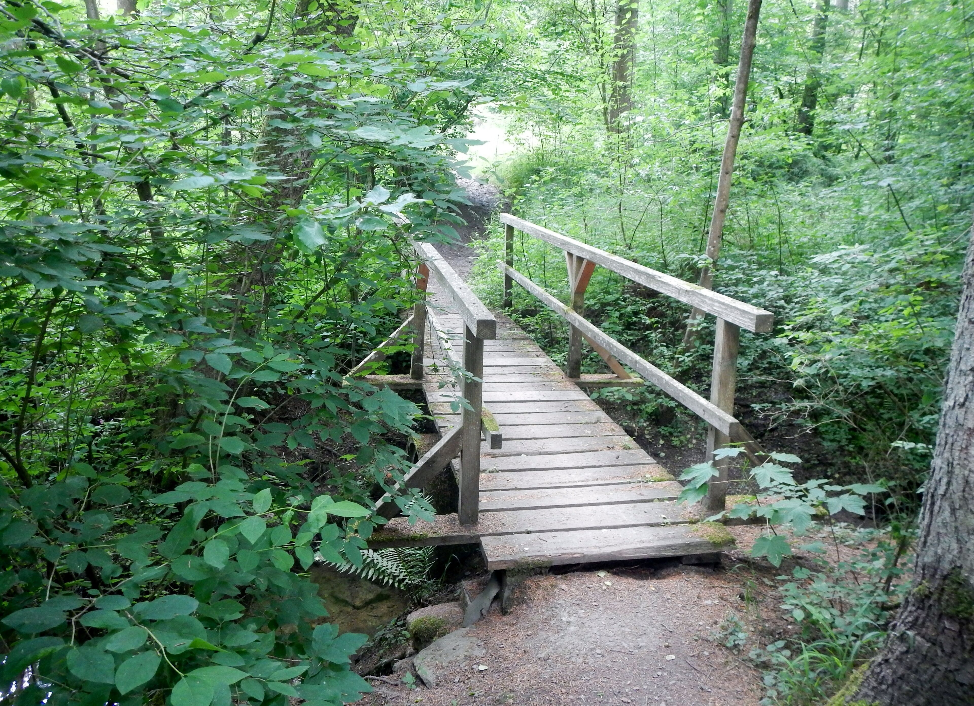 A wooden footbridge in a forested area with dense green foliage.