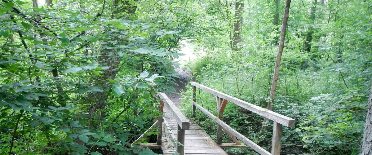 A wooden footbridge in a forested area with dense green foliage.