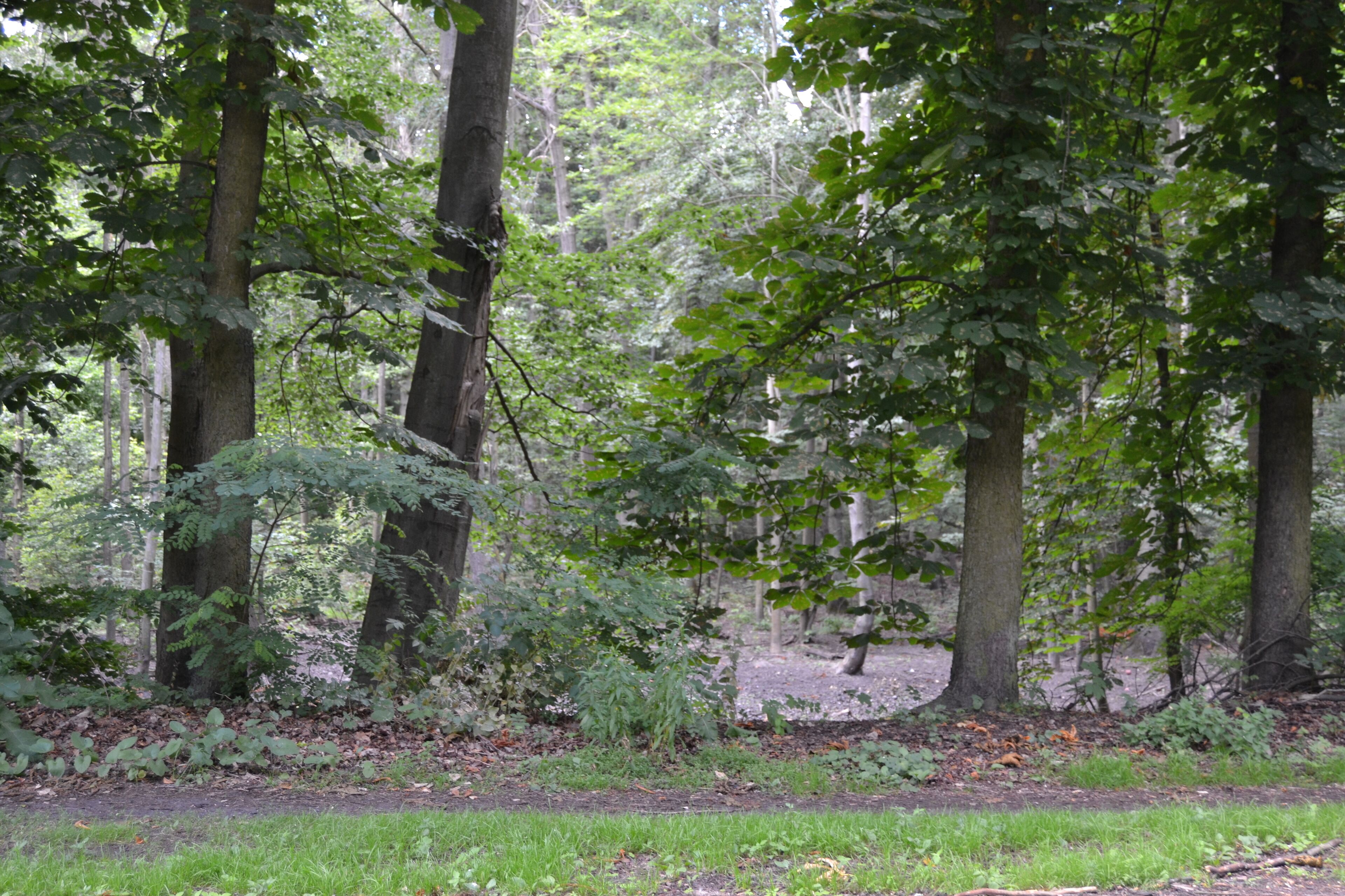 "Märchenwald" in Schöneiche bei Berlin.