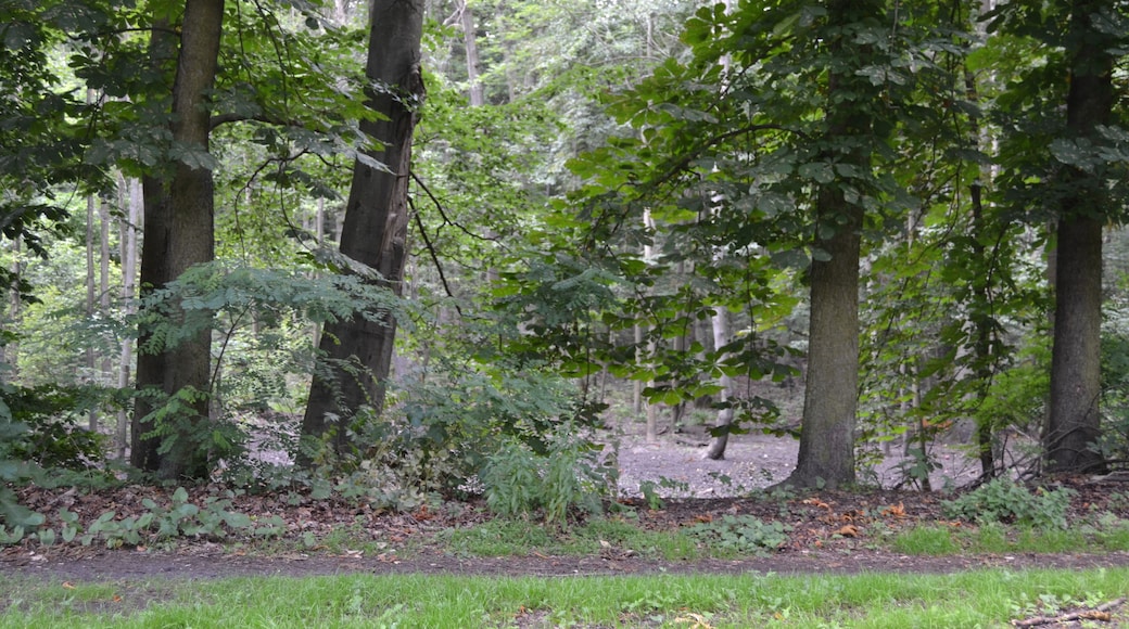 "Märchenwald" in Schöneiche bei Berlin.