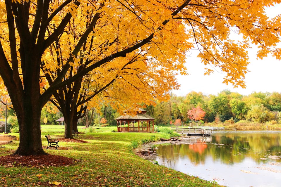A gazebo by a lake with autumn leaves, a bench, and a large tree.