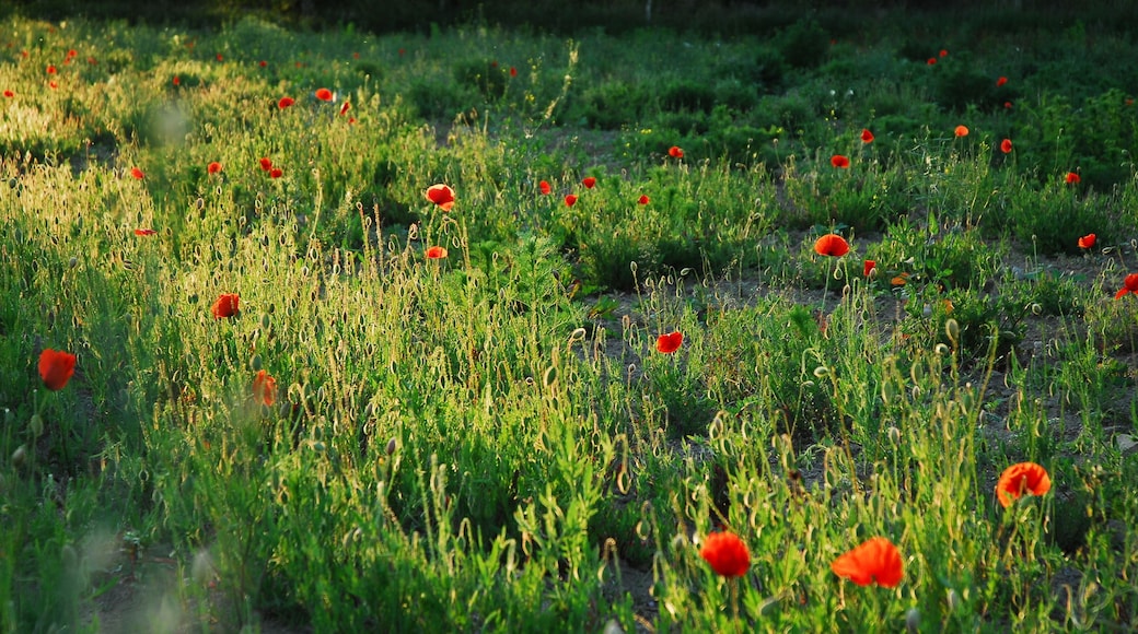 Naturschutzgebiet Gartenwiese im Landkreis Mainz-Bingen (Ingelheim / Schwabenheim): Klatschmohn (Papaver rhoeas) auf Ackerbrache.