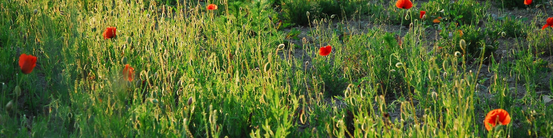 Naturschutzgebiet Gartenwiese im Landkreis Mainz-Bingen (Ingelheim / Schwabenheim): Klatschmohn (Papaver rhoeas) auf Ackerbrache.