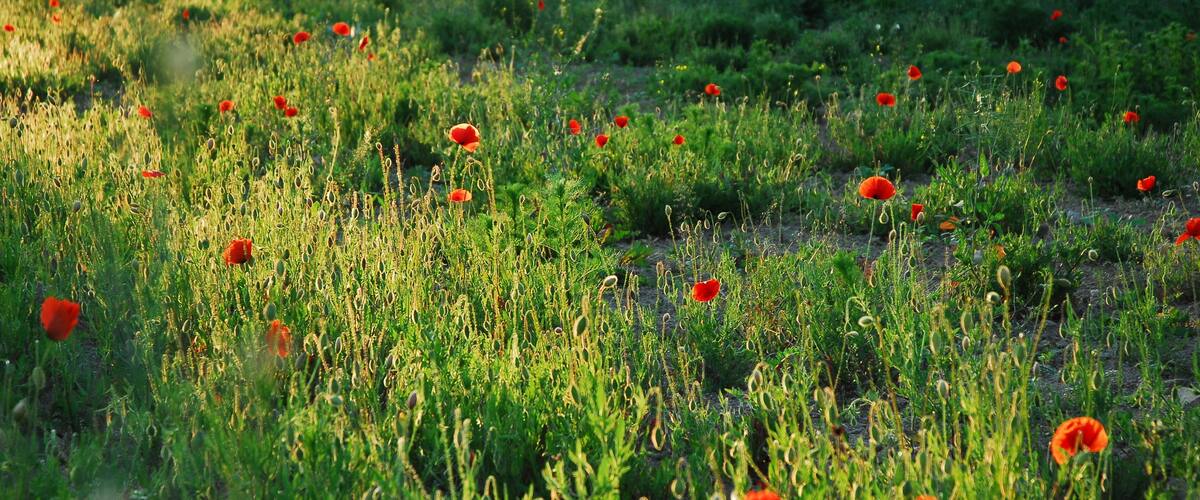 A field of red poppies amidst green vegetation.