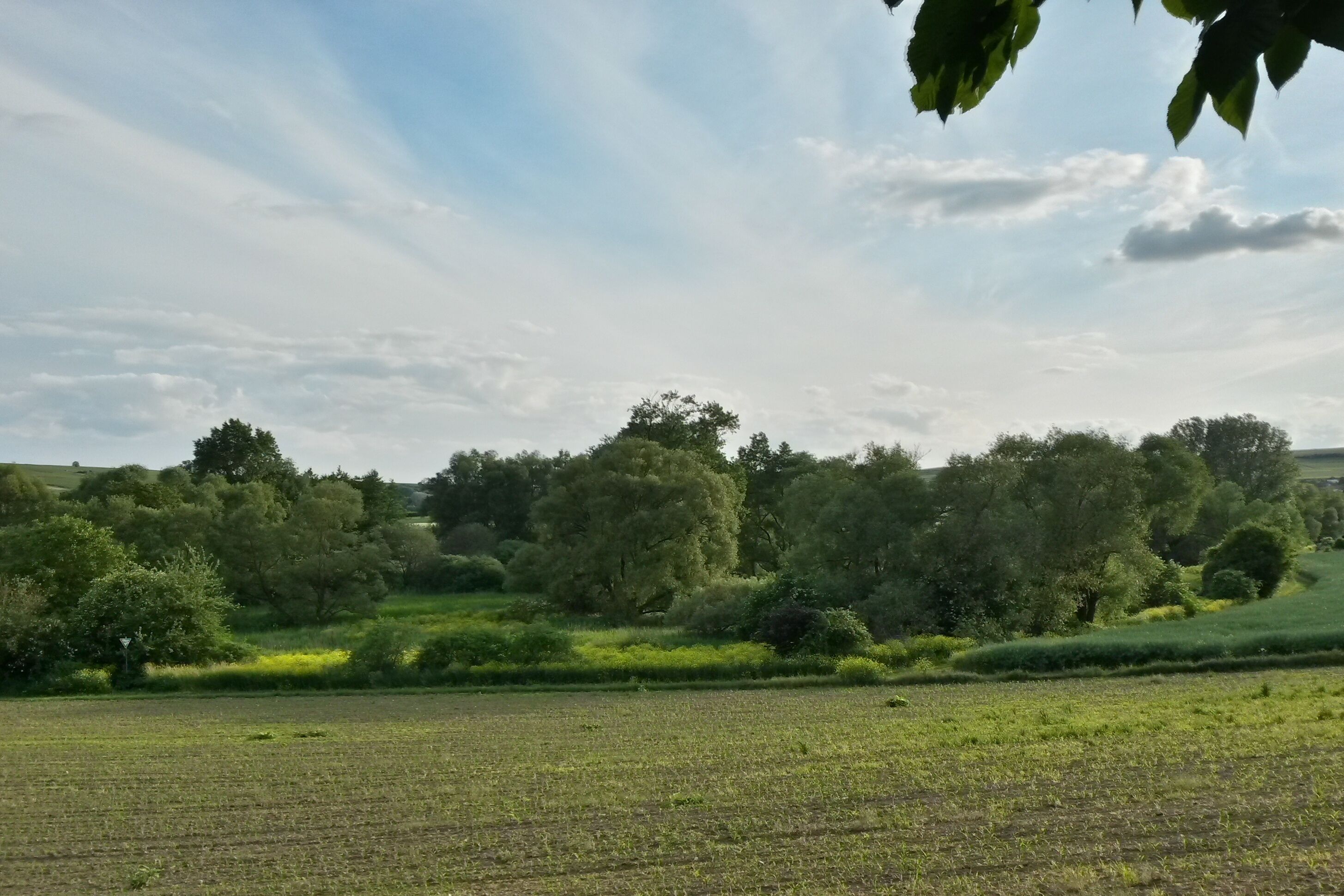 Naturschutzgebiet Bingerwiese im Landkreis Mainz-Bingen (Bubenheim, Schwabenheim, Engelstadt): Blick auf den nördlichen Gebietsteil mit hochwüchsigen Röhrichtbeständen und Baum-/Gehölzbeständen.