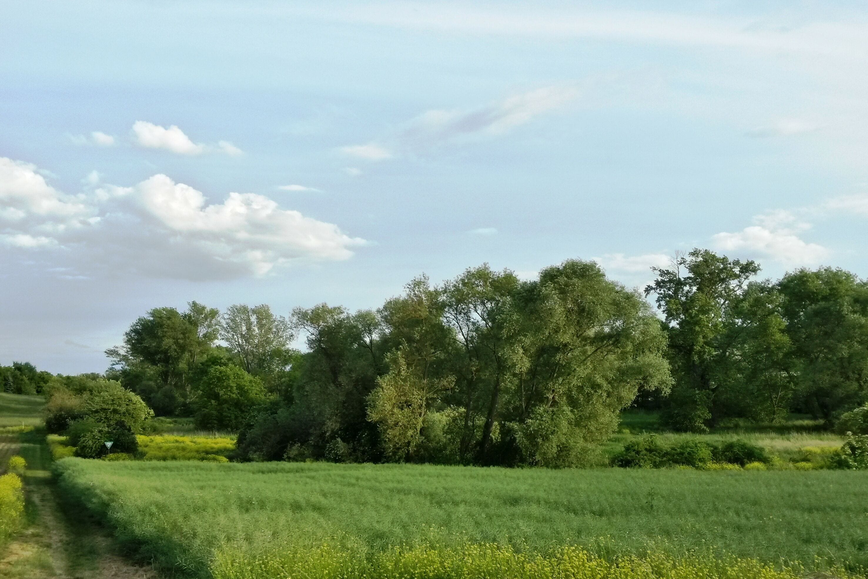 Naturschutzgebiet Bingerwiese im Landkreis Mainz-Bingen (Bubenheim, Schwabenheim, Engelstadt): Blick auf den nördlichen Gebietsteil mit hochwüchsigen Röhrichtbeständen und Baum-/Gehölzbeständen.