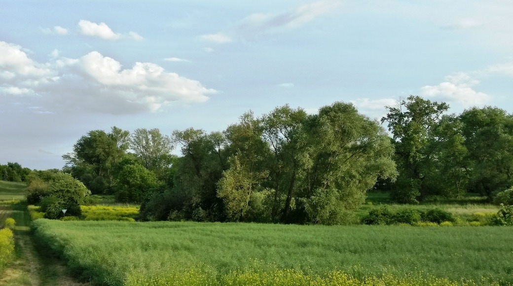 Naturschutzgebiet Bingerwiese im Landkreis Mainz-Bingen (Bubenheim, Schwabenheim, Engelstadt): Blick auf den nördlichen Gebietsteil mit hochwüchsigen Röhrichtbeständen und Baum-/Gehölzbeständen.