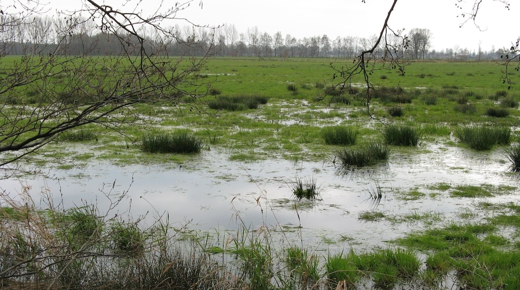 Binsen im Oppenweher Moor, Nordrhein-Westfalen/Niedersachsen – Bildposition geschätzt