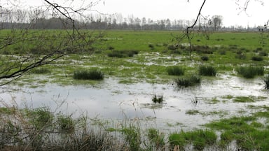Binsen im Oppenweher Moor, Nordrhein-Westfalen/Niedersachsen – Bildposition geschätzt