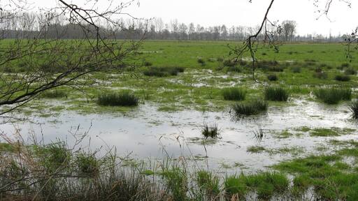 Binsen im Oppenweher Moor, Nordrhein-Westfalen/Niedersachsen – Bildposition geschätzt