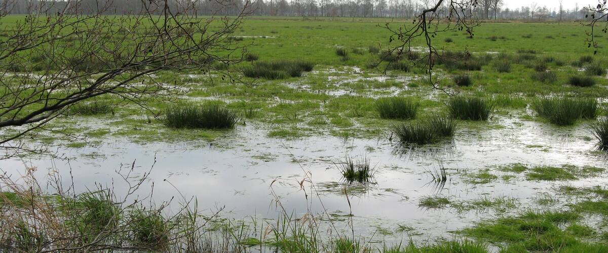 A flooded field with patches of grass and trees in the background.