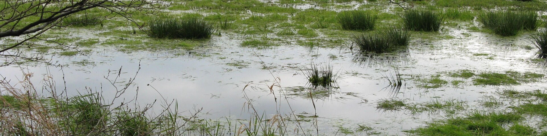 A flooded field with patches of grass and trees in the background.
