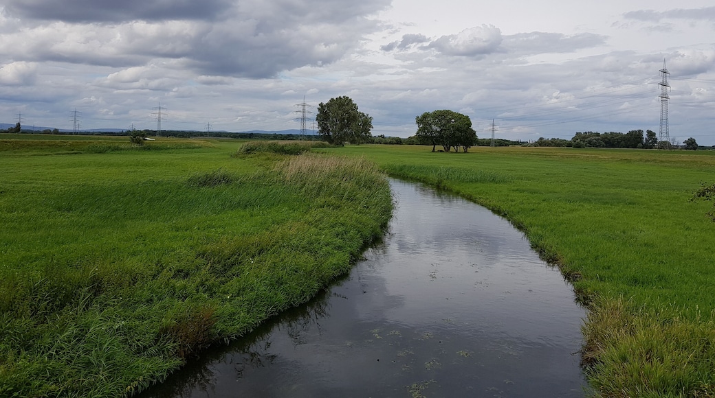 Schwarzbach zwischen Nauheim und Trebur. Blick Richtung Norden.