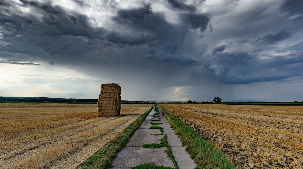 Between Kornsand and Geinsheim