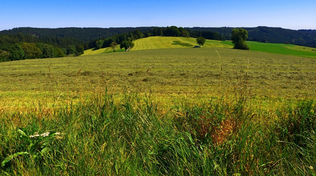 Agriculture In The Black Forest