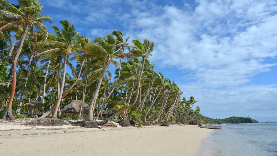 A beach with palm trees and a boat.