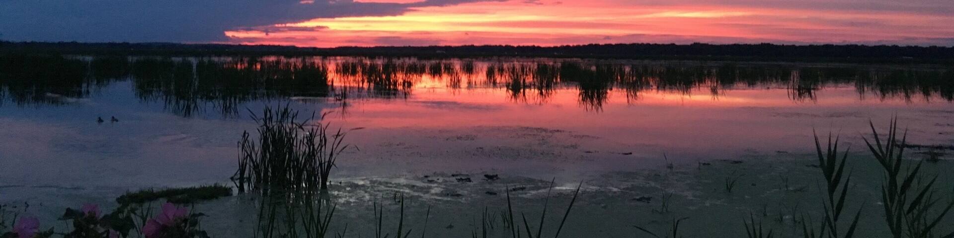A sunset over a calm lake with reflections of the sky, surrounded by reeds and flowers.