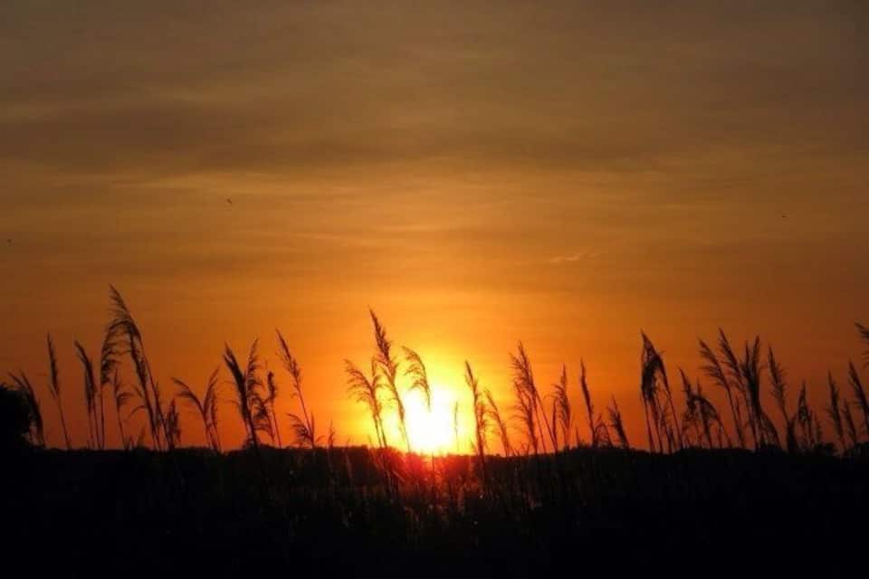 A sunset over a field of tall grasses.