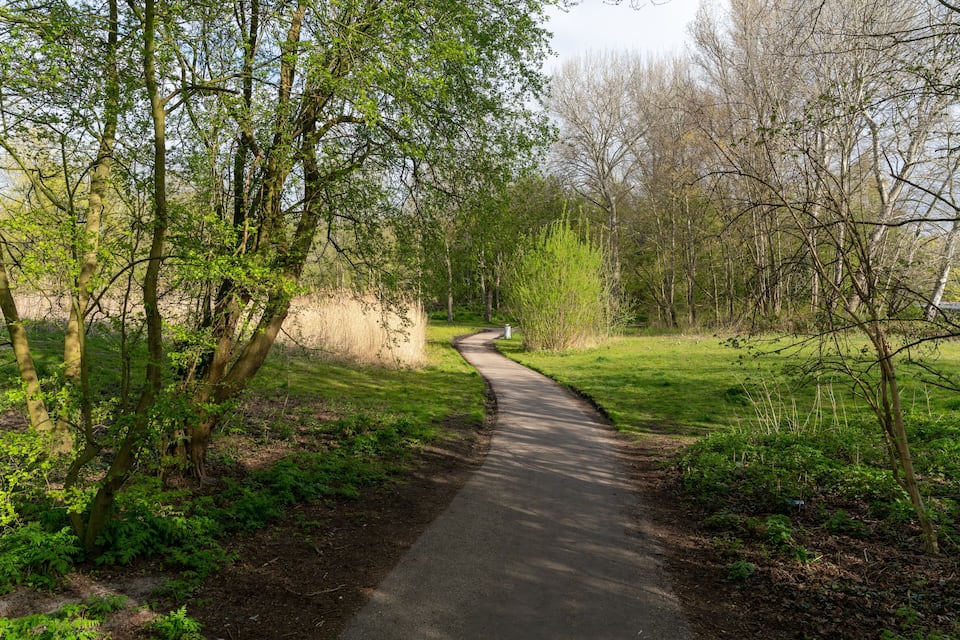 A winding path through a wooded area with trees and grass.