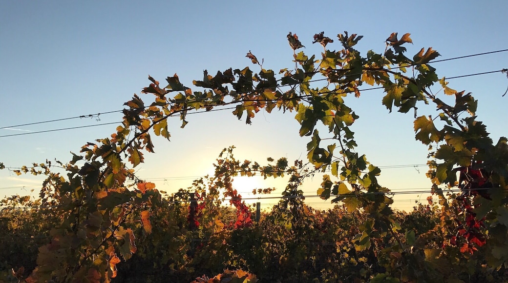 Ohio vineyards - a fine way to spend an afternoon. 🍷