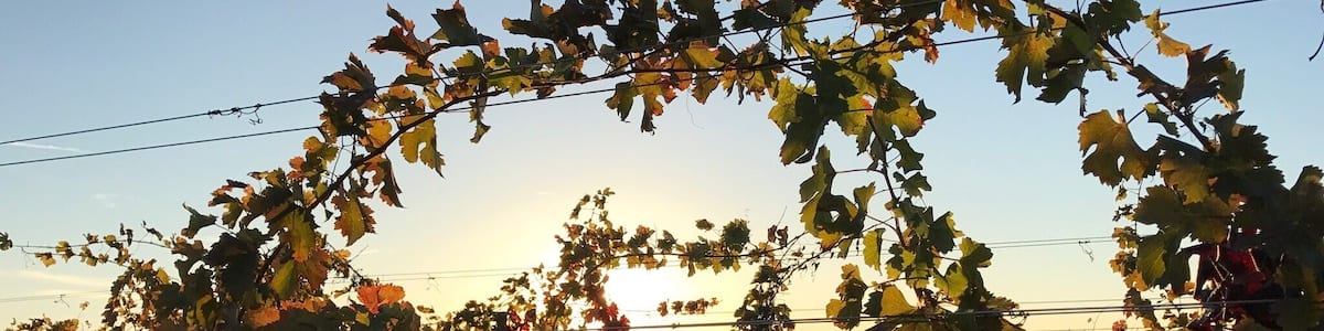 Ohio vineyards - a fine way to spend an afternoon. 🍷