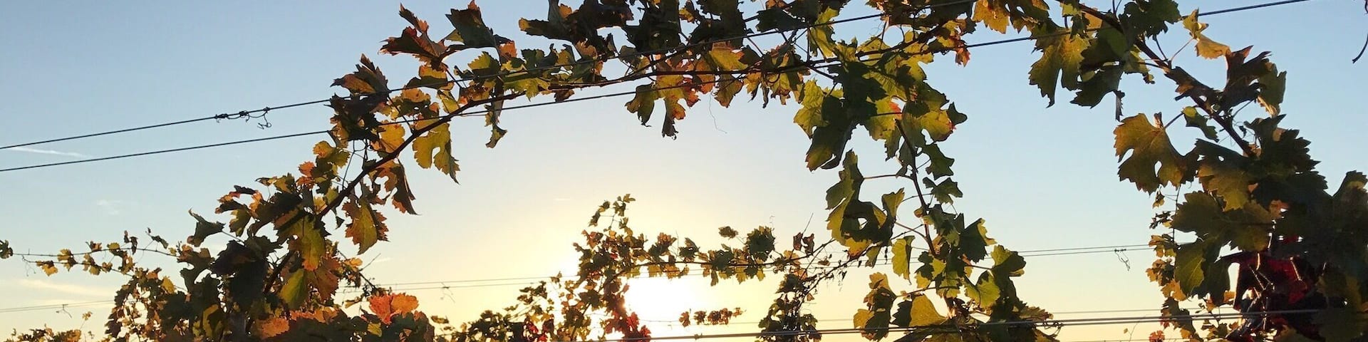 Ohio vineyards - a fine way to spend an afternoon. đ·