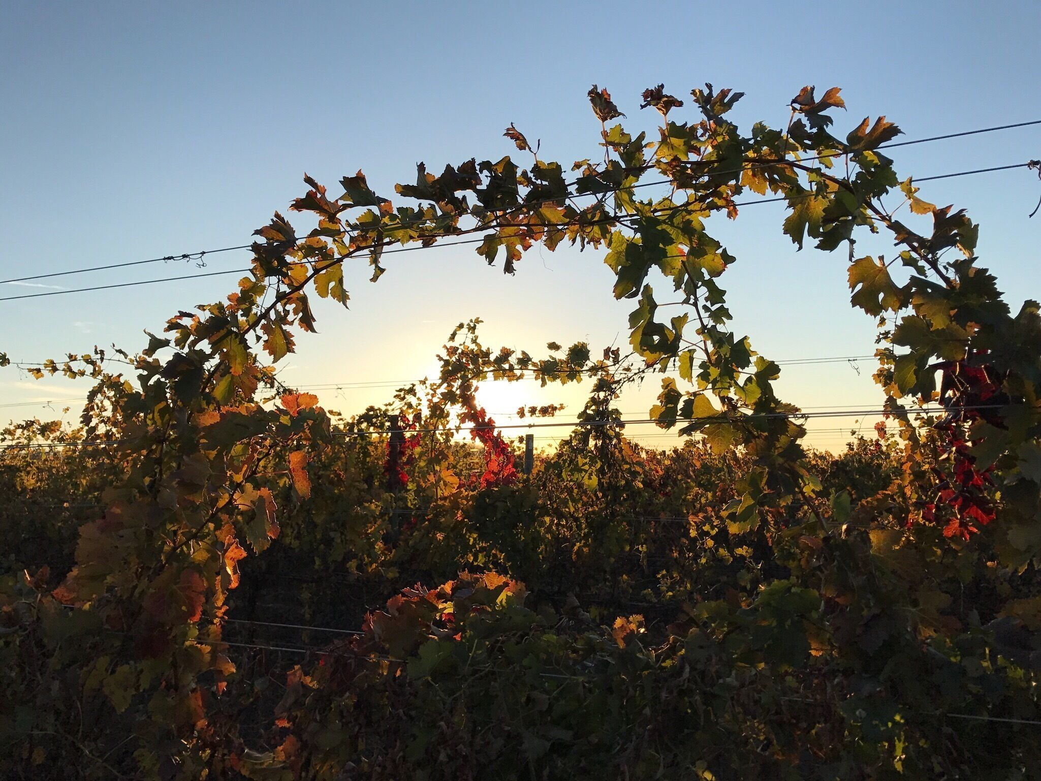 Ohio vineyards - a fine way to spend an afternoon. 🍷