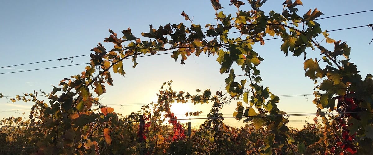 Ohio vineyards - a fine way to spend an afternoon. 🍷