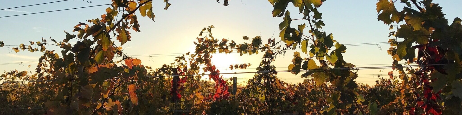 Ohio vineyards - a fine way to spend an afternoon. 🍷