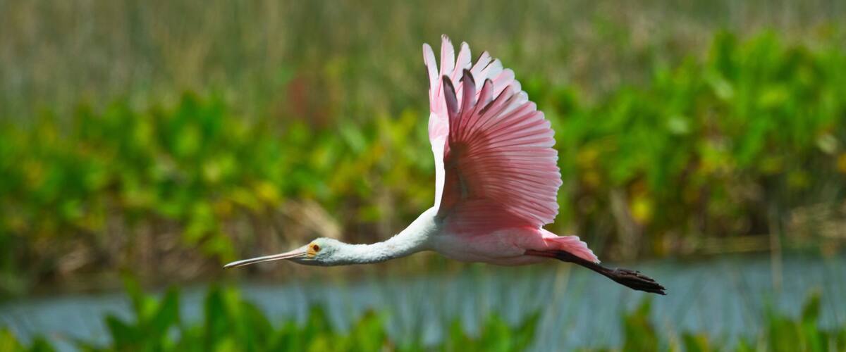USA, Florida, Sarasota, Celery Fields, Roseate Spoonbill, Flying