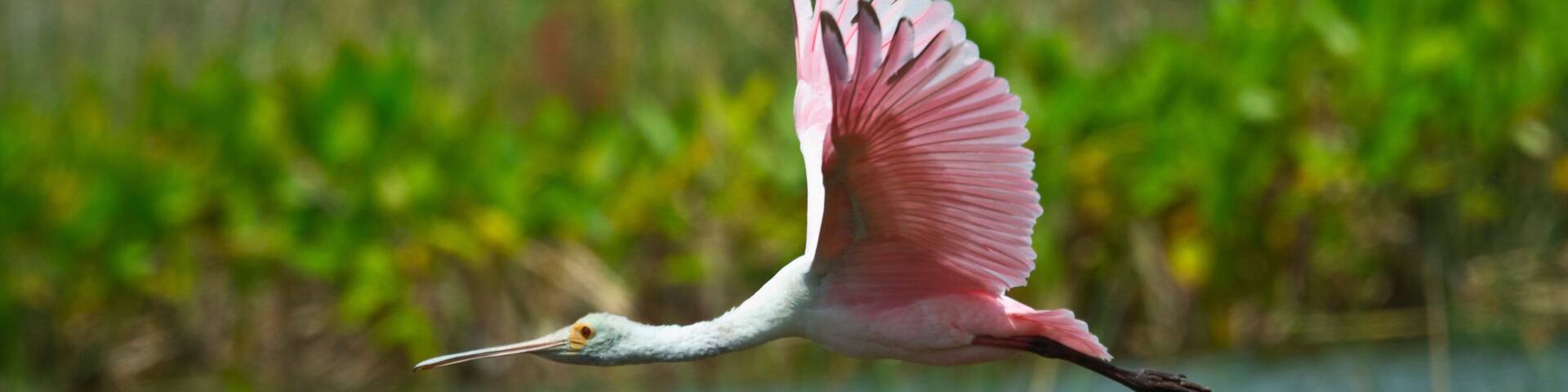 USA, Florida, Sarasota, Celery Fields, Roseate Spoonbill, Flying