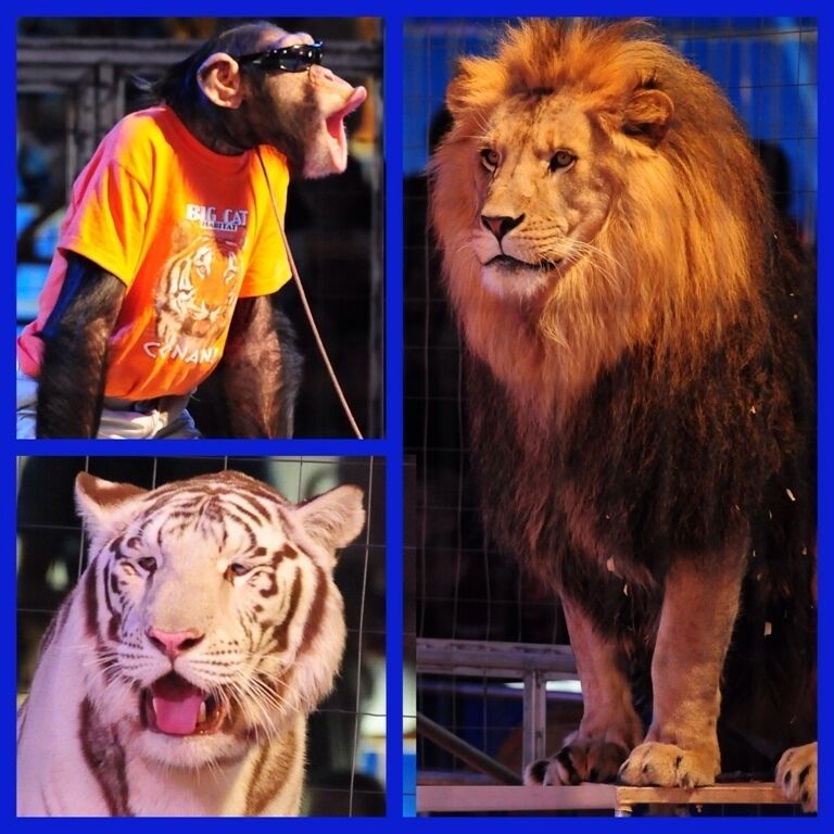 
the Big Cat Habitat and Gulf Coast Sanctuary is a 501©(3) Non-Profit Organizations that takes in mistreated and unwanted animals. They are a non-profit safe haven for big cats, bears, and other animals in need. The Big Cat Habitat was founded by Kay Rosaire who has more than 30 years of experience working with and caring for exotic animals. Thier goal is to educate the public by fostering appreciation for animals and stressing the importance of habitat preservation.

The Rosaire’s have long been noted for rescuing and offering a safe haven at their sanctuary,
