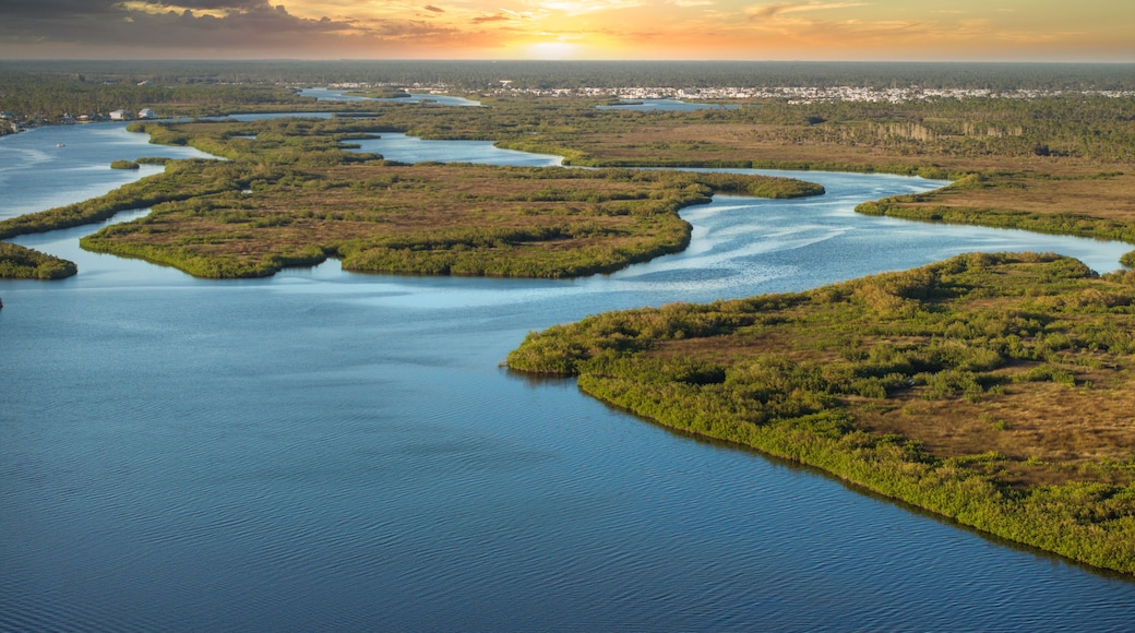 Myakka river in North Port, Florida. Subtropical swamp with wild vegetation in southern USA