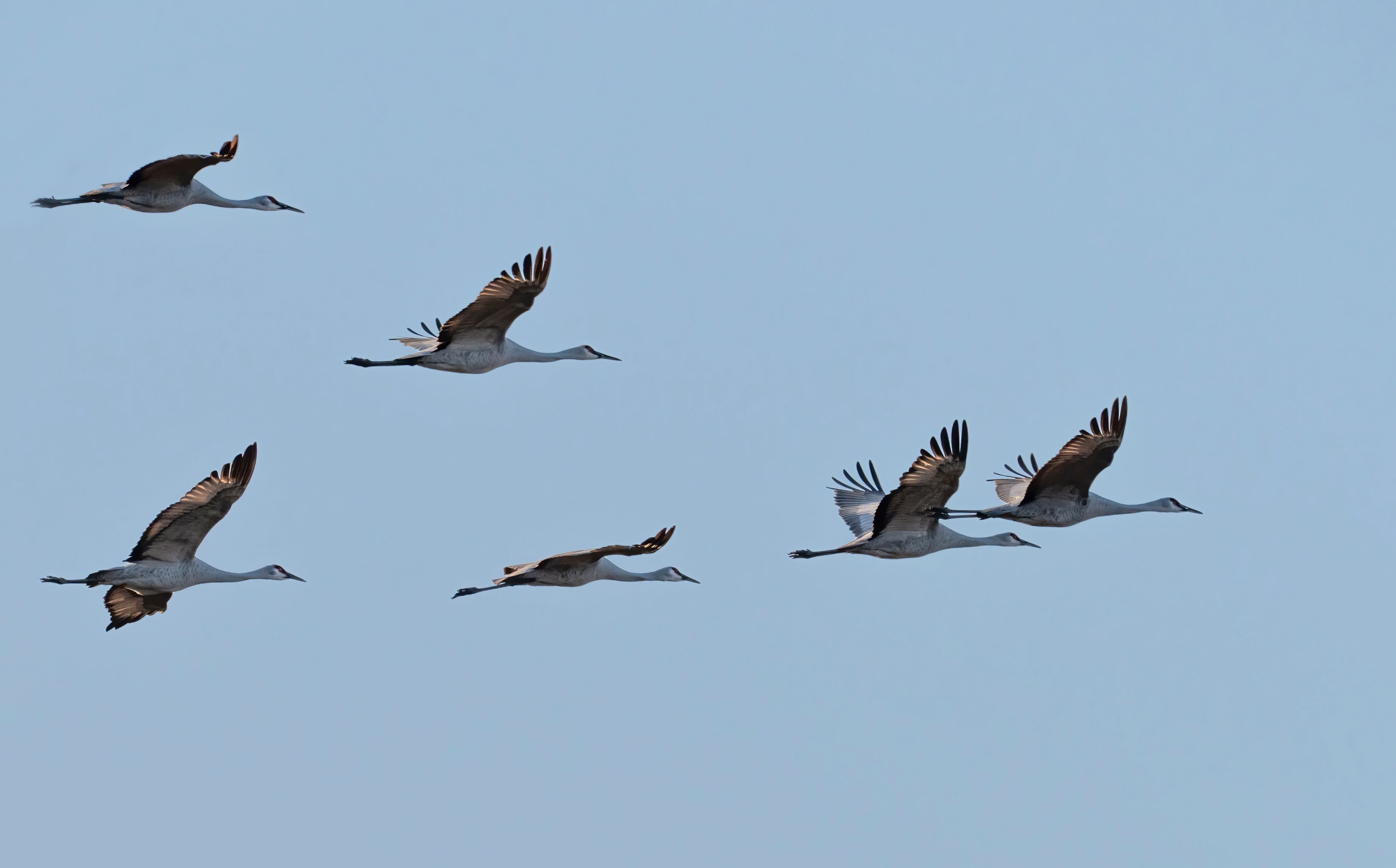The flock of whooping cranes
