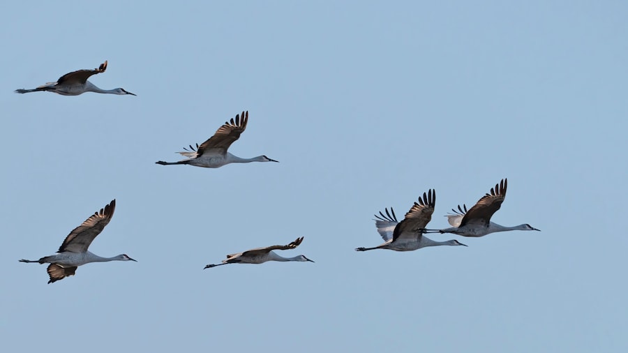 The flock of whooping cranes