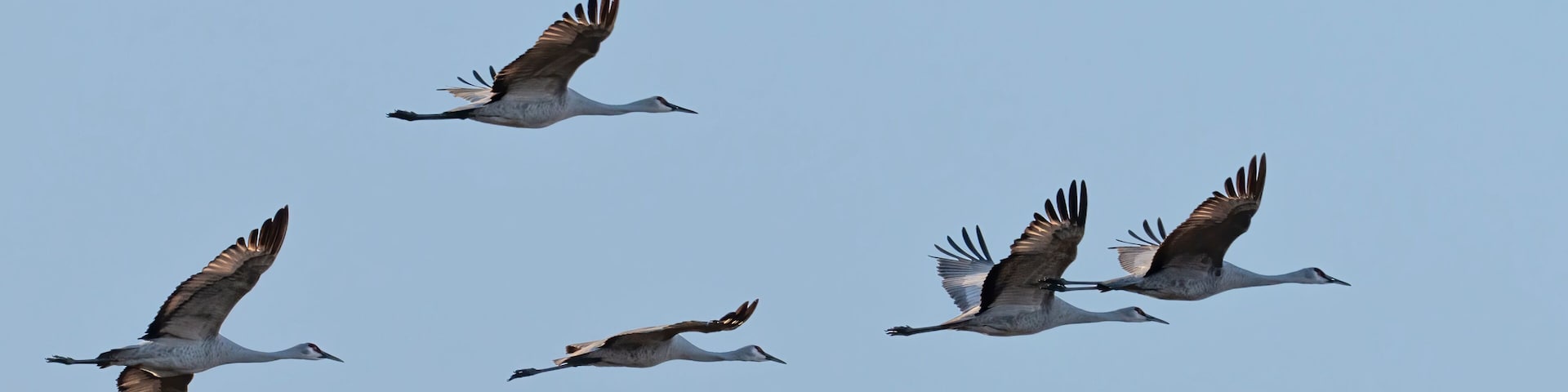 The flock of whooping cranes (Grus americana), an endangered crane species, in flight on the blue sky background
