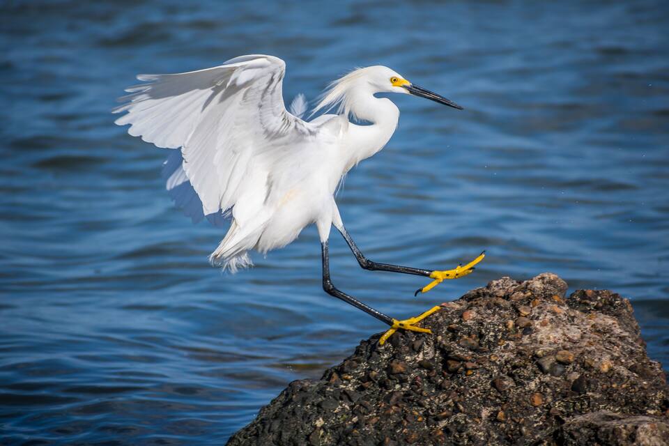 Une aigrette blanche se tient sur un promontoire rocheux au bord de l’eau.