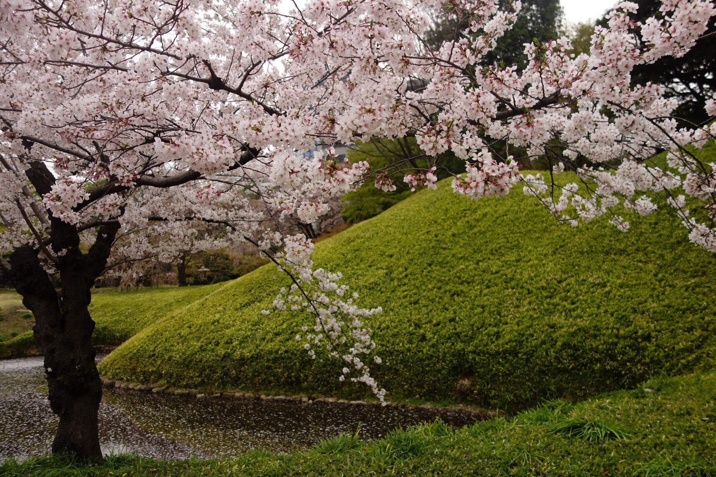I'm so glad we were there for cherry blossom season. Even though the weather was a little cold, the cherry blossoms were gorgeous and covered the parks like snow.