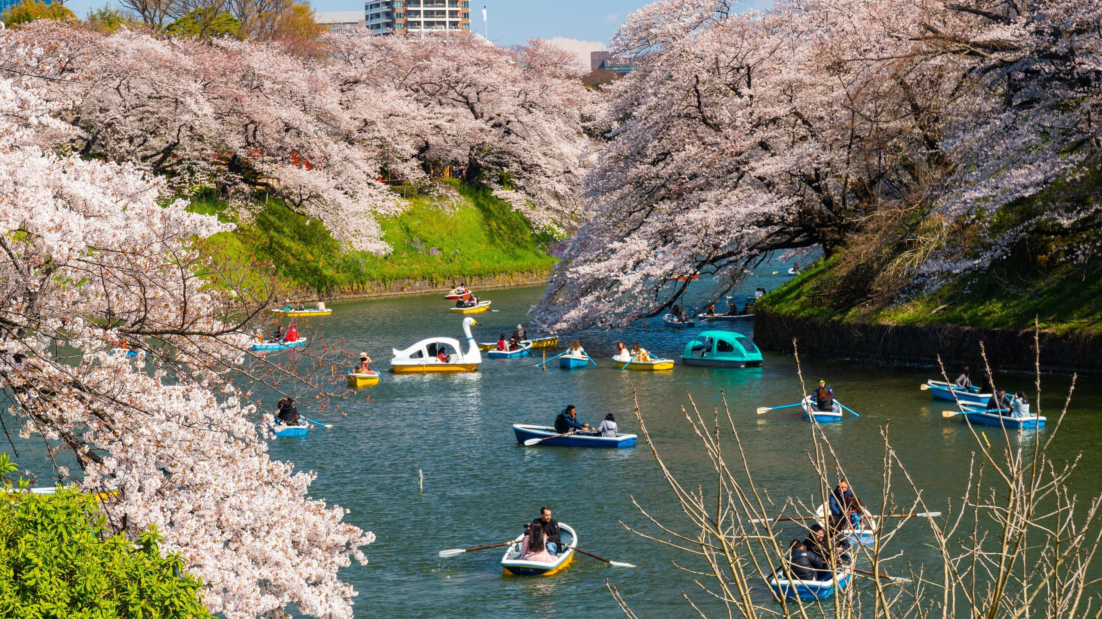 Chiyoda which includes kayaking or canoeing, a river or creek and wildflowers